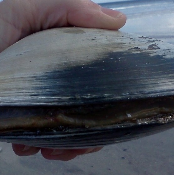 A Esponja Antártica: A Vida Lenta em Condições Extremas - inspiração 2