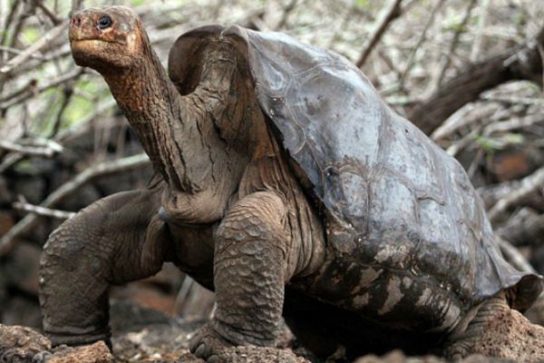 A Baleia da Groenlândia: Navegando Séculos nos Mares Gélidos - inspiração 2