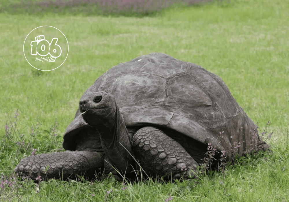 O Papagaio de Aço: Sabedoria Alada que Transcende Gerações - inspiração 2