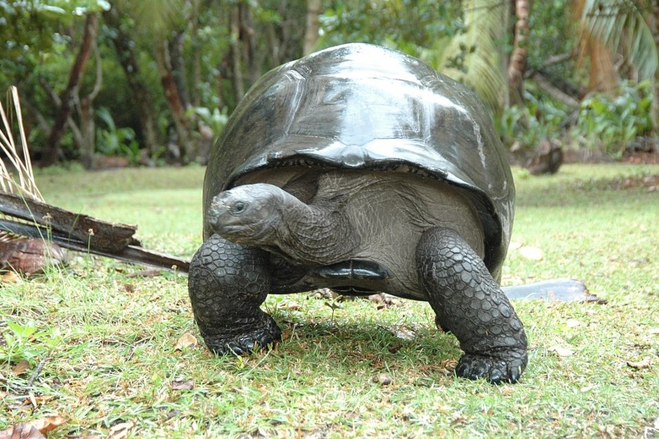 A Amêijoa da Islândia: O Segredo nas Conchas Milenares - inspiração 1