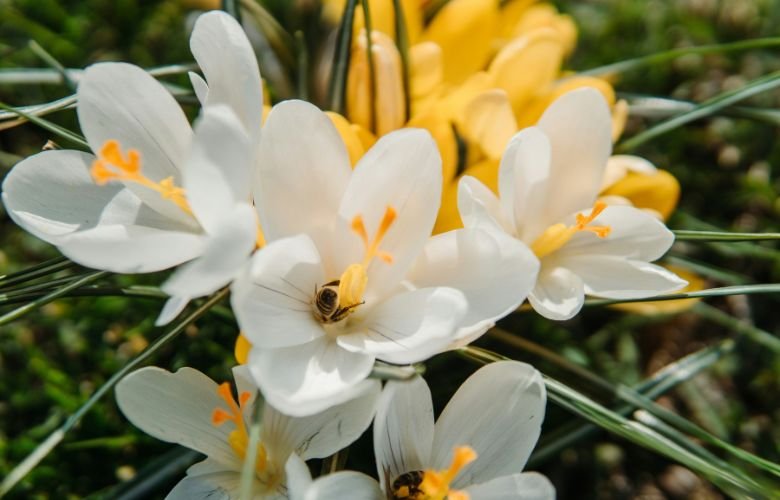 Como usar óleo essencial de néroli para ansiedade