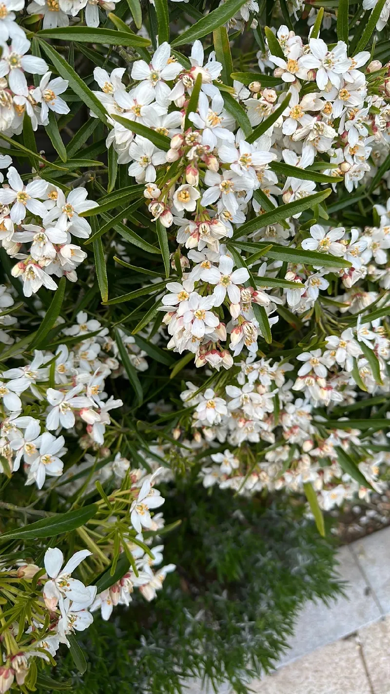 História e origem da flor de laranjeira