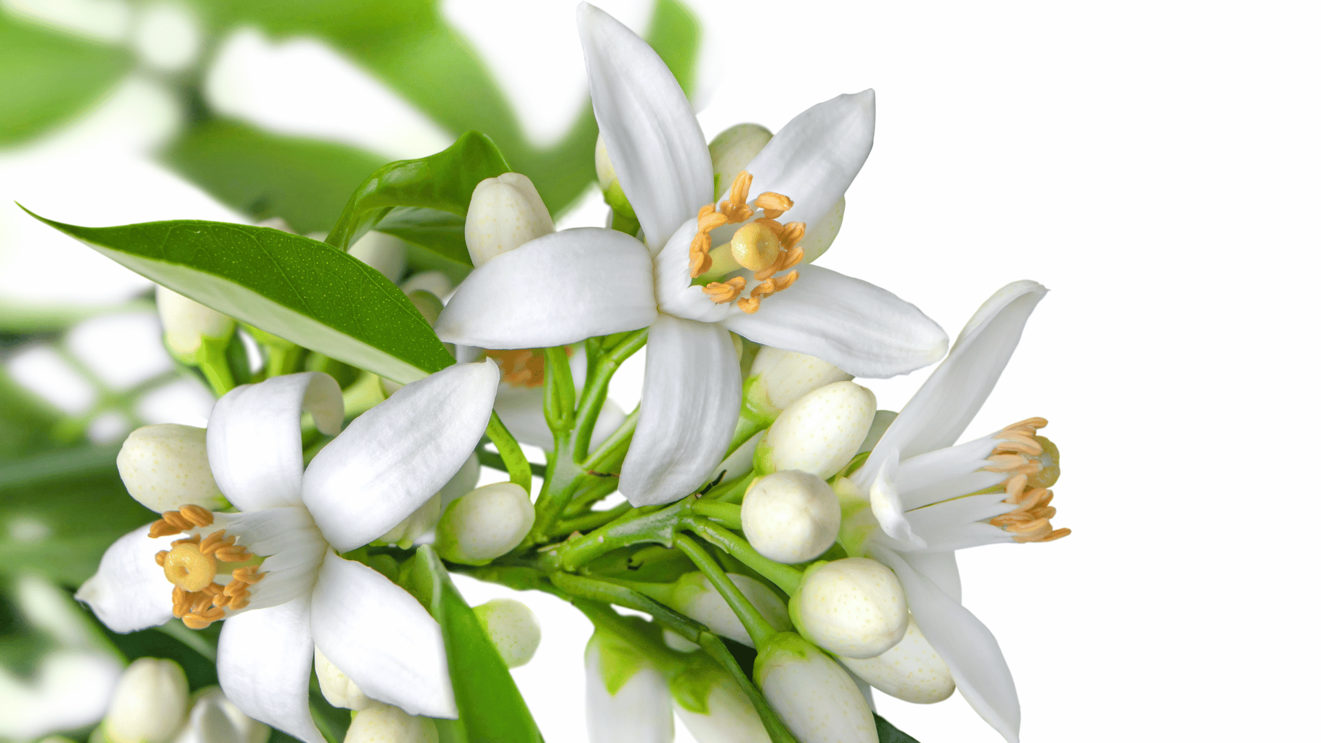 Rituais de prosperidade com a flor de laranjeira