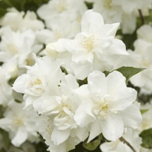 significado da flor de laranjeira