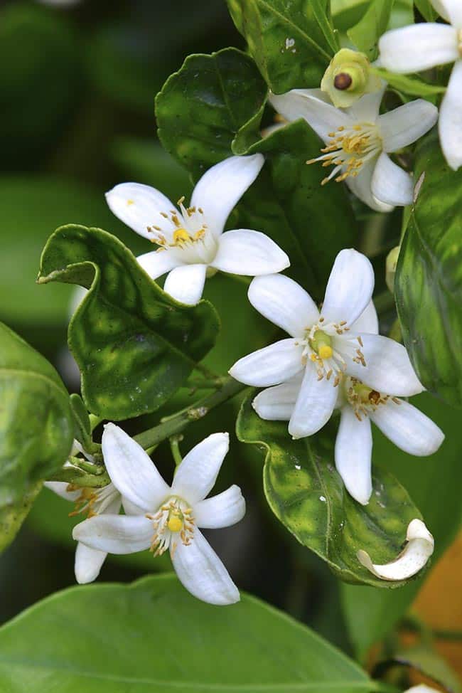 O significado das flores em casamentos ao redor do mundo