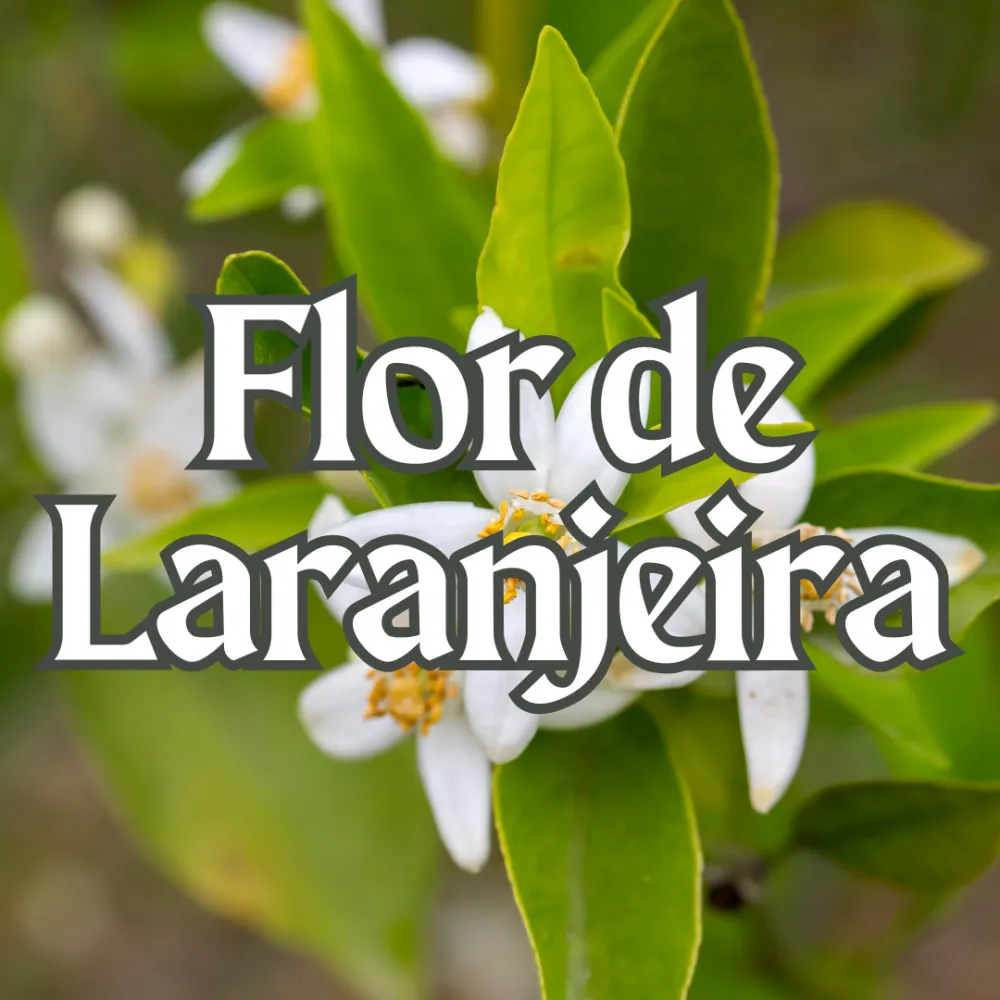 História e origem da flor de laranjeira