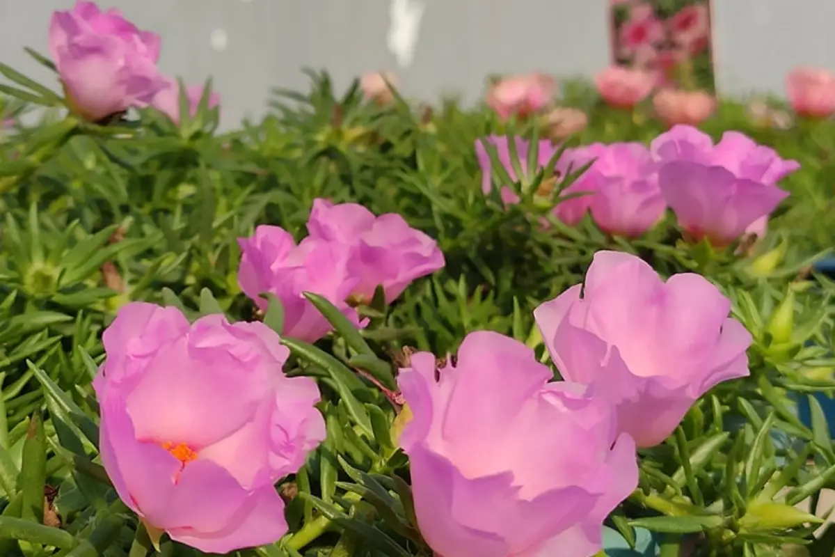 Onze Horas: A Alegria Contagiante da Simplicidade - inspiração 2