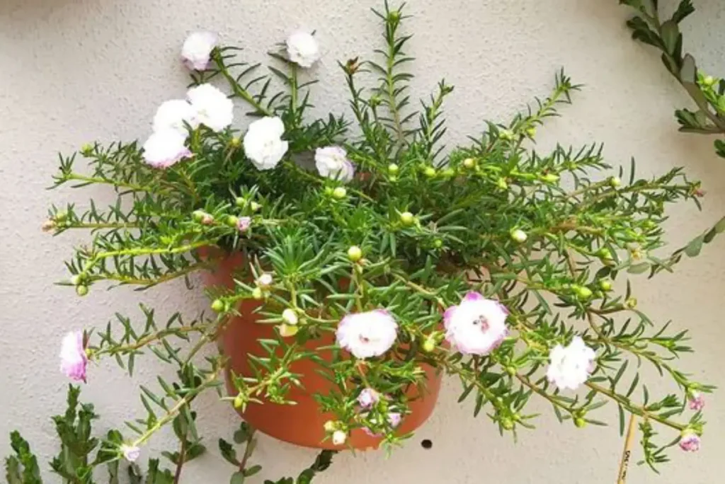 Cores Que Falam: O Significado por Trás de Cada Tom da Onze Horas - inspiração 1