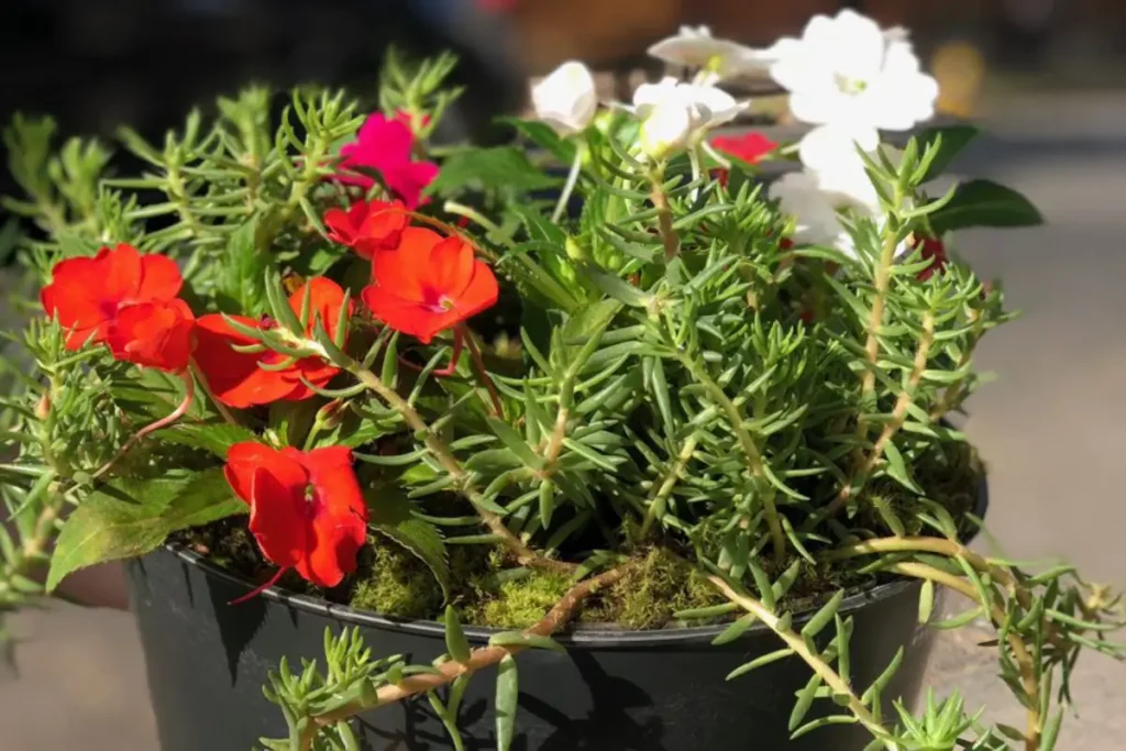 Cores Que Falam: O Significado por Trás de Cada Tom da Onze Horas - inspiração 2