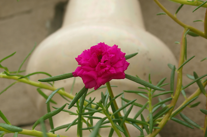 Um Toque de Otimismo: Como a Onze Horas Ilumina o Dia - inspiração 1