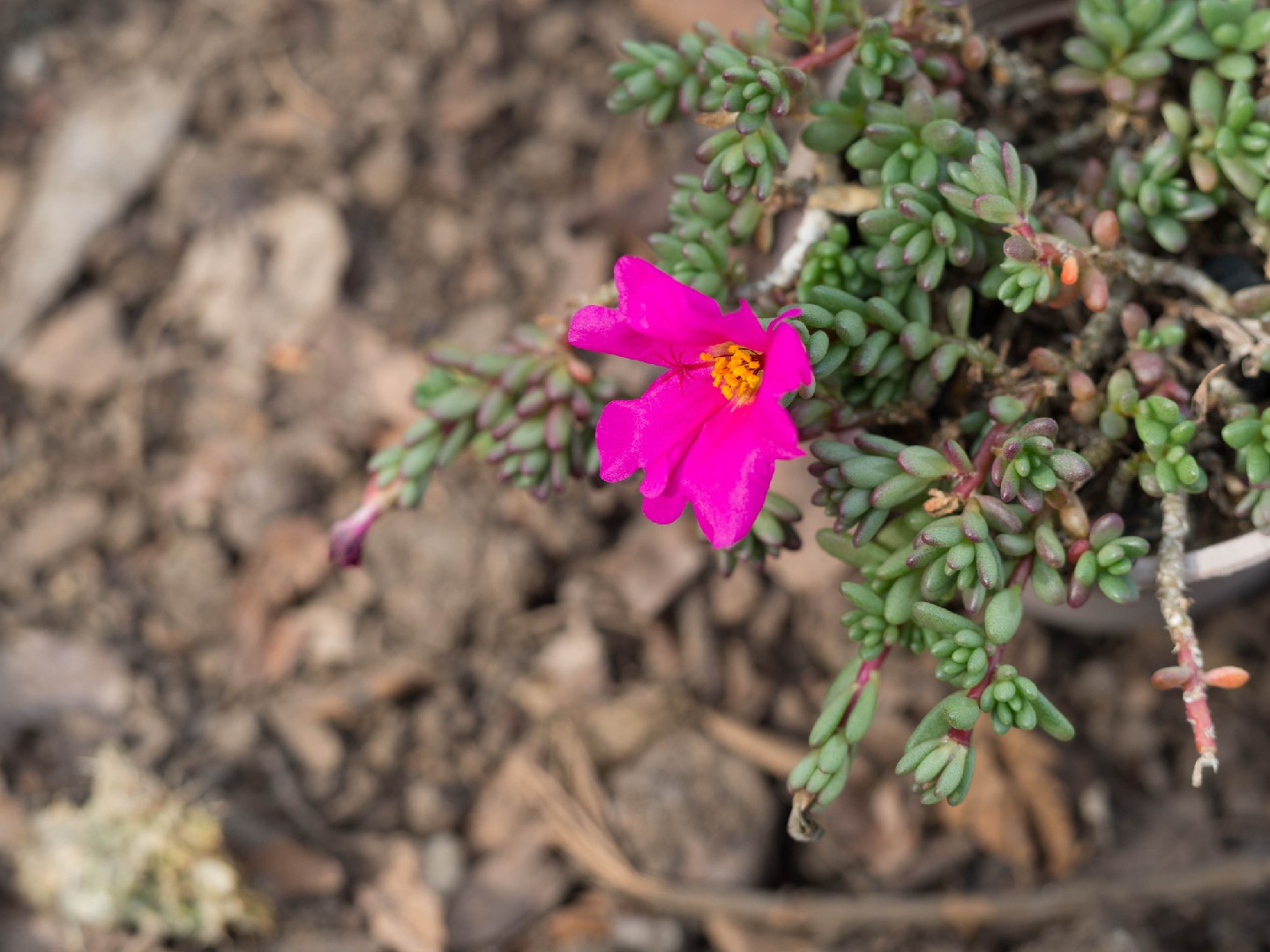 Um Toque de Otimismo: Como a Onze Horas Ilumina o Dia - inspiração 2