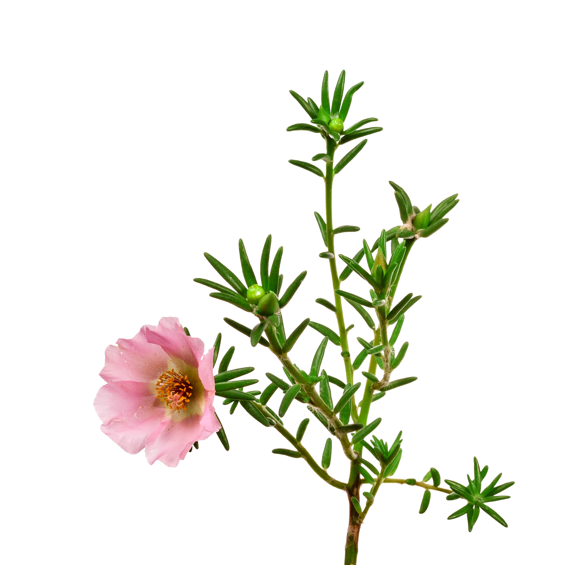 Presentear com Onze Horas: Um Gesto de Afeto Inesperado - inspiração 2