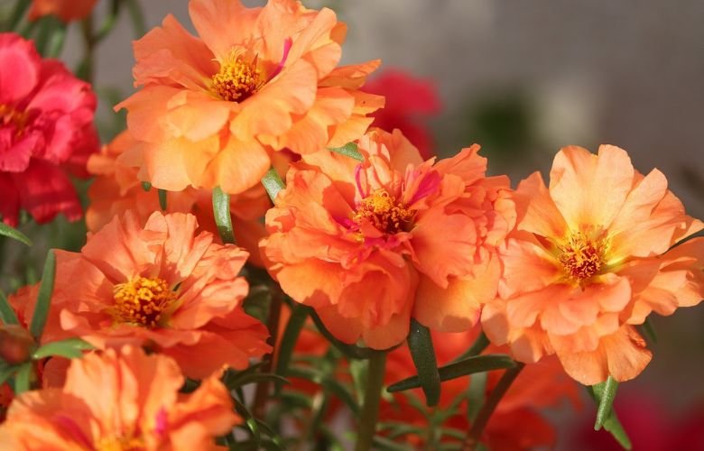 Cuidando da Sua Onze Horas: Dicas Práticas Para um Florescer Duradouro - inspiração 1