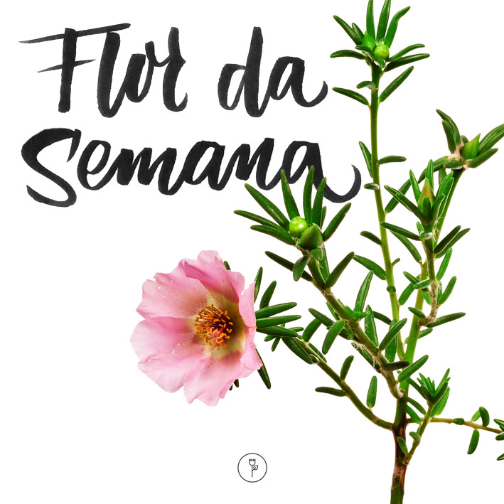 A Simbologia da Onze Horas no Jardim: Um Convite à Tranquilidade - inspiração 1