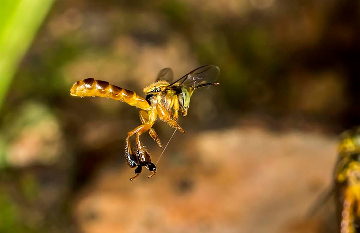 As 5 Espécies de Abelhas Sem Ferrão Mais Populares no Brasil