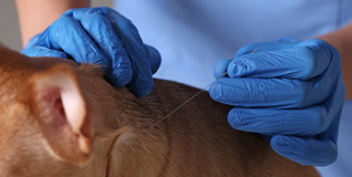 Profissional Autônomo Veterinário: Tributação e RPA