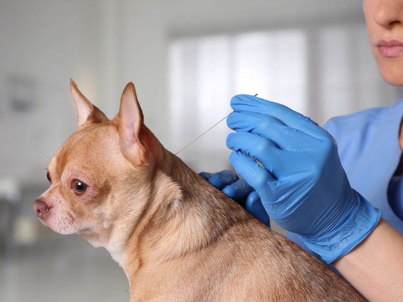 Riscos de Atuar como MEI Irregular na Área Veterinária