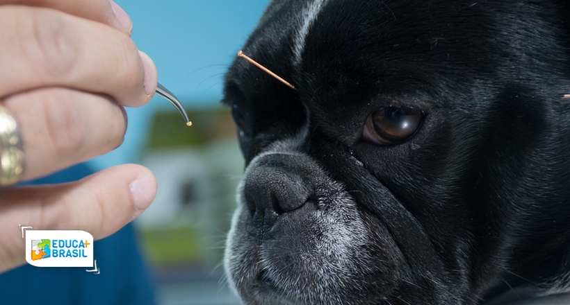 Simples Nacional para Veterinários: Vantagens e Como Funciona