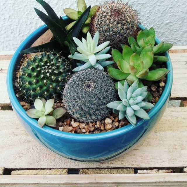 Adubação de Cactos e Suculentas: Frequência e Dicas Essenciais