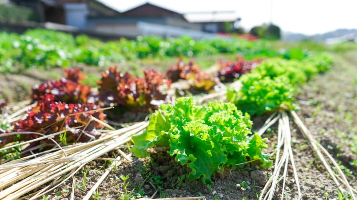 Guia Completo: Como Escolher o Adubo Ideal para Cada Tipo de Horta
