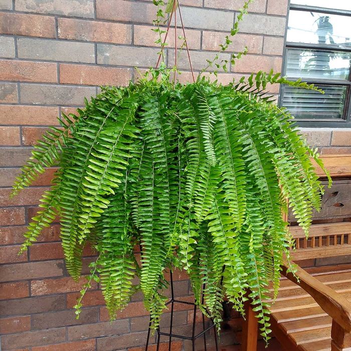 A Importância do Nitrogênio na Adubação de Samambaias