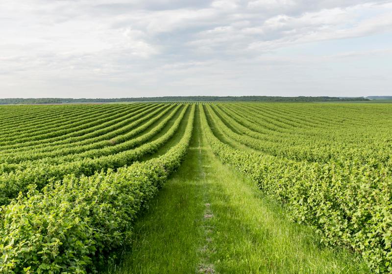 Gramíneas na Adubação Verde: Cobertura, Palhada e Proteção do Solo