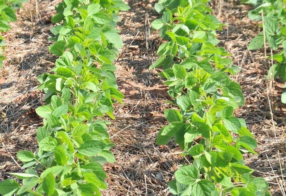 Escolha Certa: Plantas de Adubo Verde Ideais para Cada Tipo de Solo e Clima