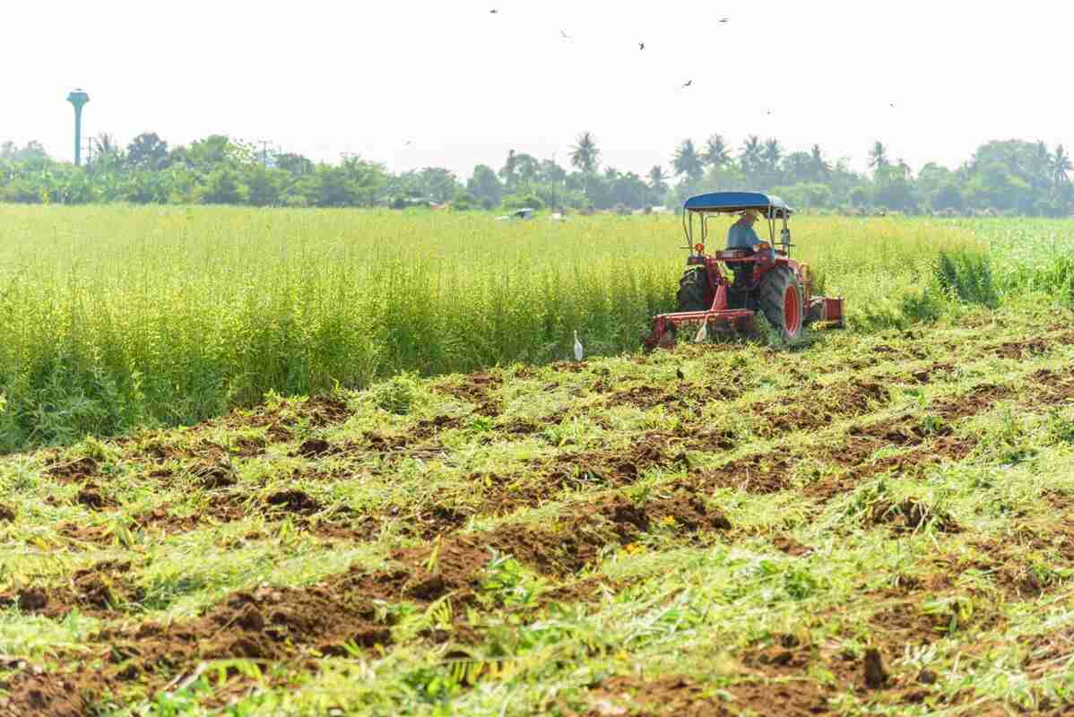 Manejo da Adubação Verde: Quando Cortar e Como Incorporar para Melhores Resultados