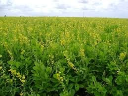 Guia Completo das Leguminosas para Adubação Verde e Fixação de Nitrogênio