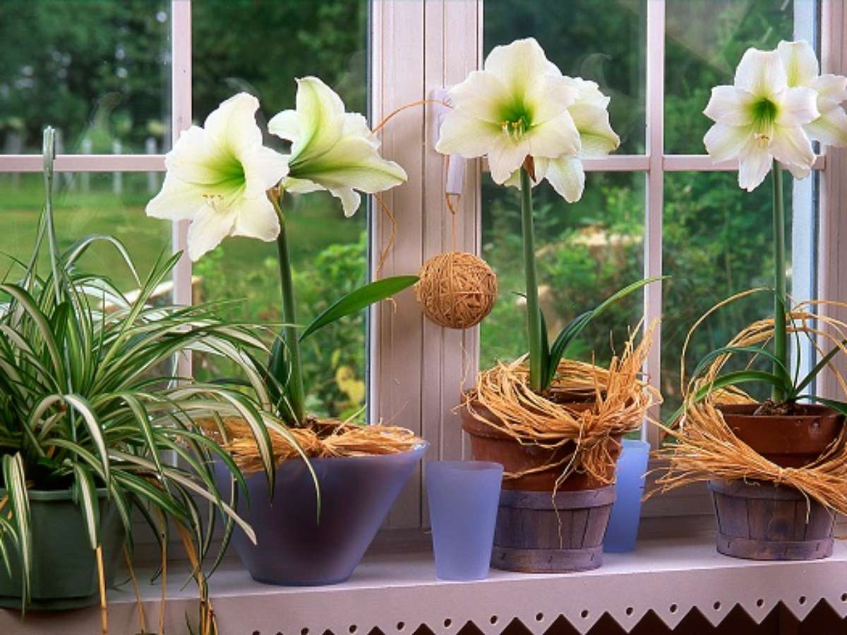 amarílis como cuidar