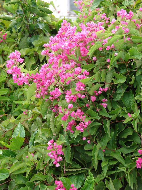 Como plantar Amor-Agarradinho: Guia completo para iniciantes