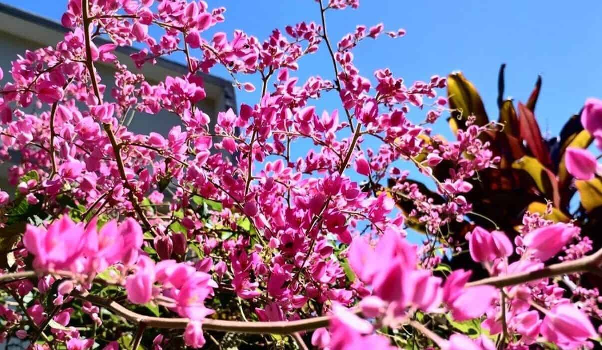 Amor-Agarradinho no paisagismo: Ideias para cobrir muros e pérgolas