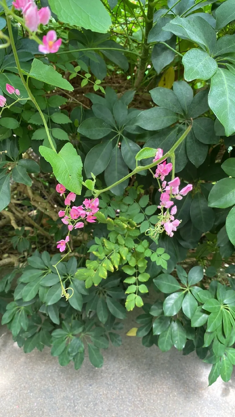 Cuidados essenciais com a planta Amor-Agarradinho: Rega, poda e solo
