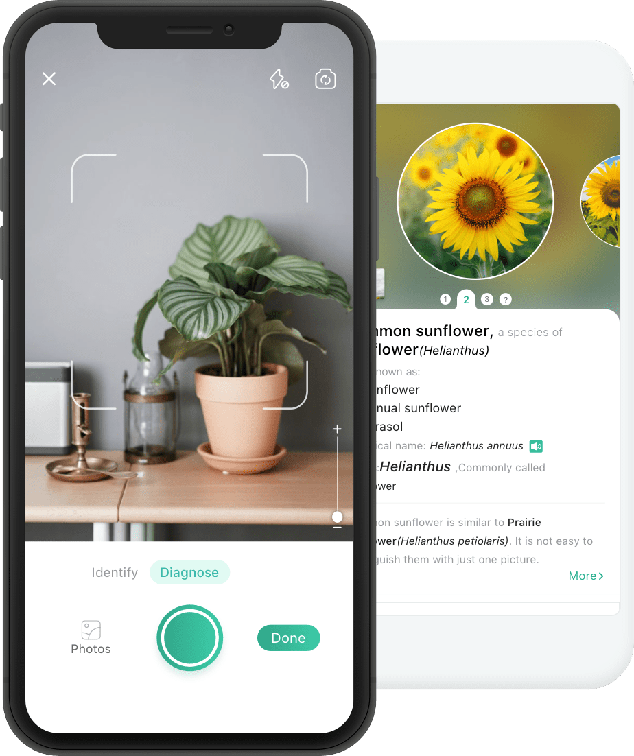 5 ideias de títulos:
1. Transforme seu jardim com os melhores apps de paisagismo.
2. Identifique qualquer planta instantaneamente com estes aplicativos.
3. Planejamento de jardim: Ferramentas digitais para o seu oásis verde.
4. Do cuidado à criação: Apps essenciais para amantes de plantas.
5. Softwares de paisagismo: Da ideia à execução profissional.