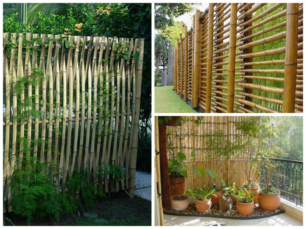 bambu no jardim