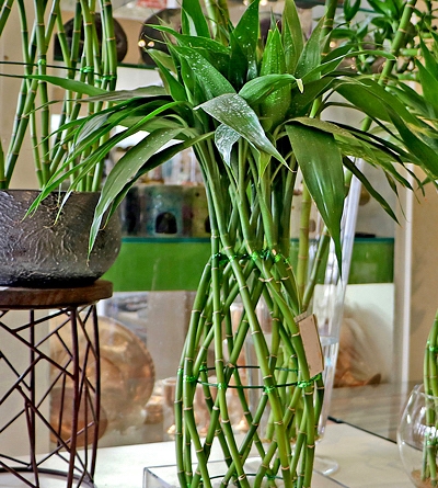 5 ideias de títulos