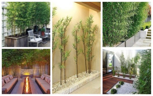 bambu no jardim