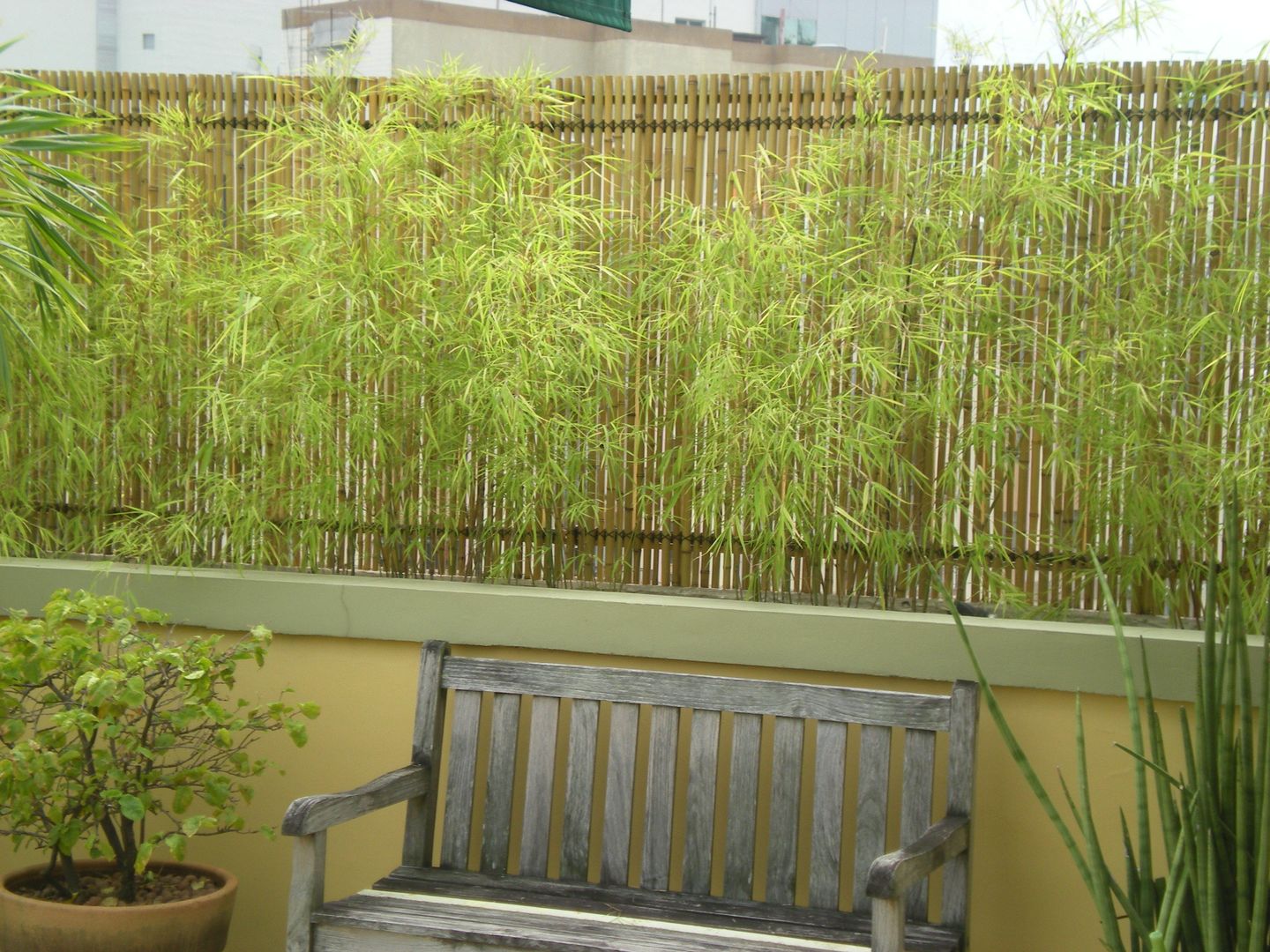 bambu no jardim