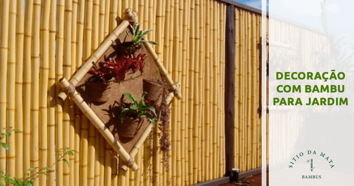 bambu no jardim