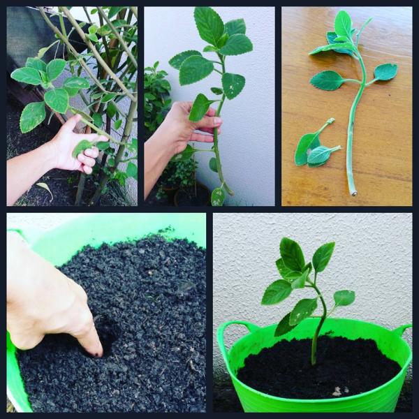 Água e Solo Ideais
4. Boldo: Do Plantio à Colheita para Benefícios à Saúde
5. Diferenças e Cuidados: Boldo da Terra vs. Boldo do Chile