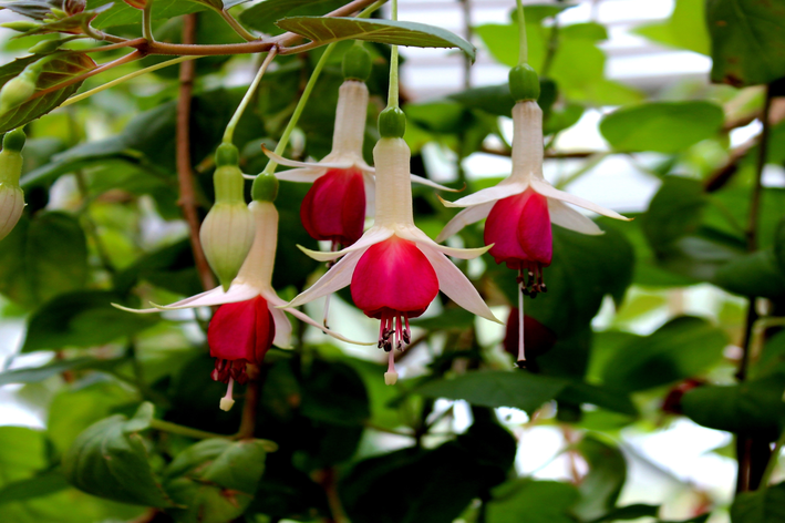 Guia Completo: Como Cuidar do Brinco de Princesa para uma Floração Abundante; Brinco de Princesa em Vaso: Dicas Essenciais para o Cultivo Perfeito; Desvendando os Segredos da Rega e Adubação do Brinco de Princesa; Poda e Iluminação: O Que Você Precisa Saber para Ter um Brinco de Princesa Saudável; Brinco de Princesa: Atraia Beija-Flores e Borboletas para o Seu Jardim