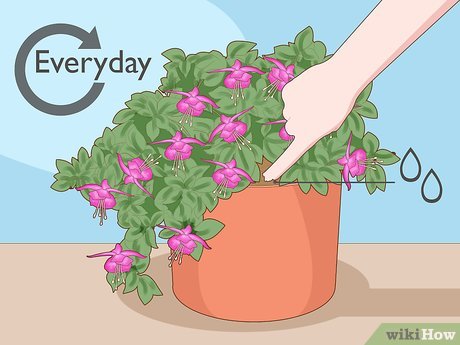 brinco de princesa como cuidar