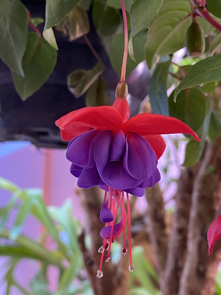 Guia Completo: Como Cuidar do Brinco de Princesa para uma Floração Abundante; Brinco de Princesa em Vaso: Dicas Essenciais para o Cultivo Perfeito; Desvendando os Segredos da Rega e Adubação do Brinco de Princesa; Poda e Iluminação: O Que Você Precisa Saber para Ter um Brinco de Princesa Saudável; Brinco de Princesa: Atraia Beija-Flores e Borboletas para o Seu Jardim