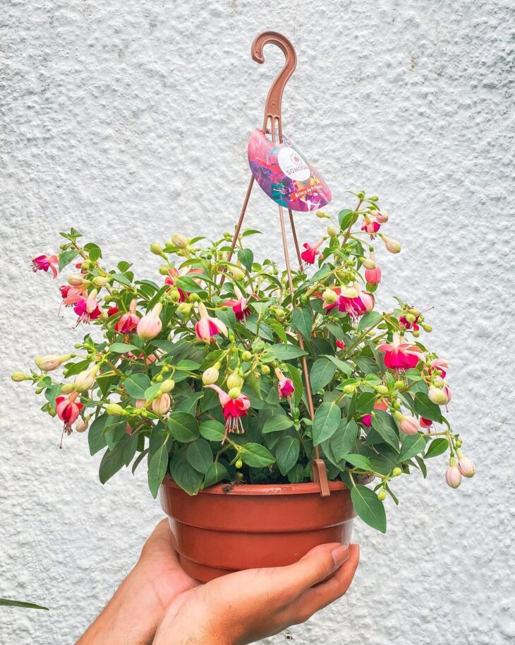 brinco de princesa como cuidar