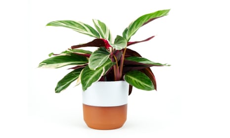 Calathea Triostar: O Guia Completo de Cuidados para uma Planta Saudável