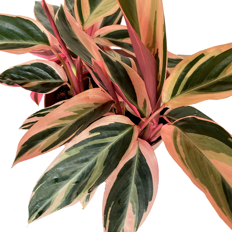 Soluções para Folhas Secas e Pontas Marrons na sua Calathea Triostar