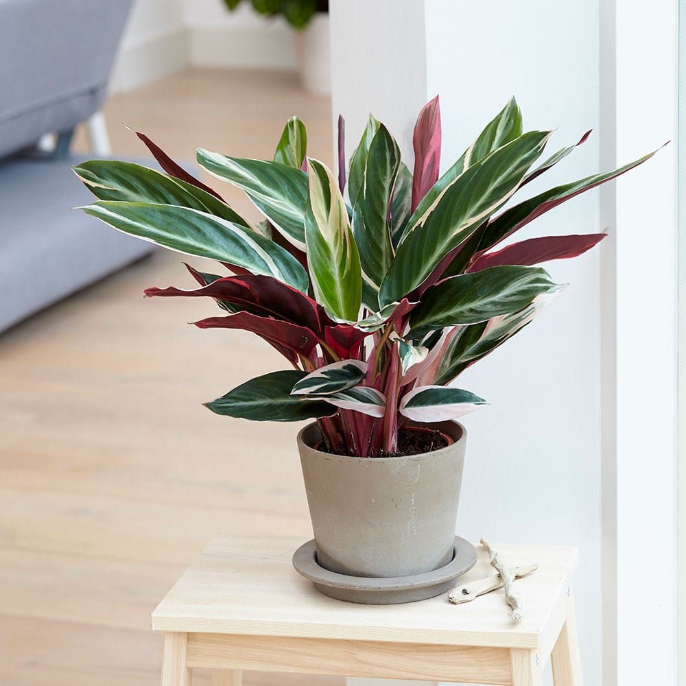 calathea triostar