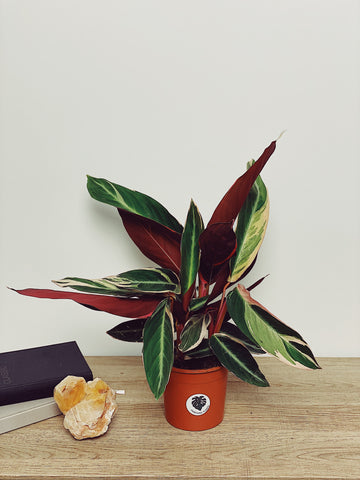 Calathea Triostar: O Guia Completo de Cuidados para uma Planta Saudável