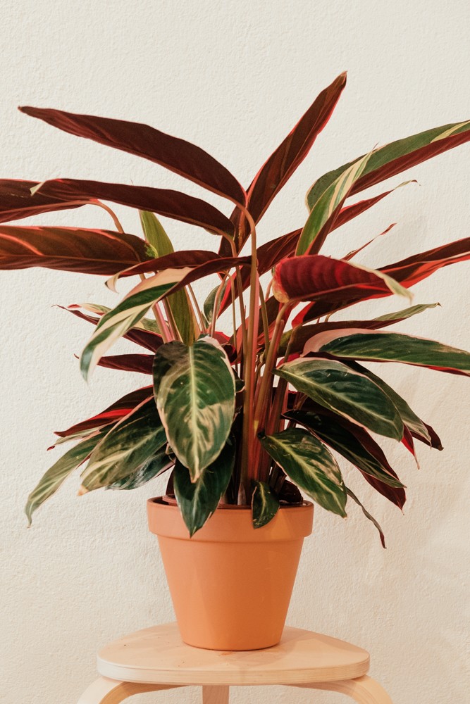 Como Propagar sua Calathea Triostar: Dicas de Multiplicação