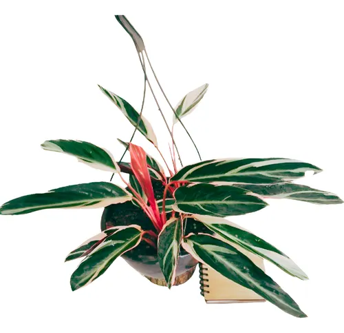 Calathea Triostar vs. Outras Marantas: Qual a Melhor Escolha para Você?